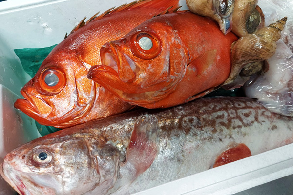 金沢県産魚
